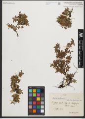 Foto von Salix retusa L.